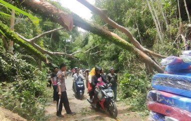Pohon Tumbang di Jalinbar Menyebabkan  Kemacetan